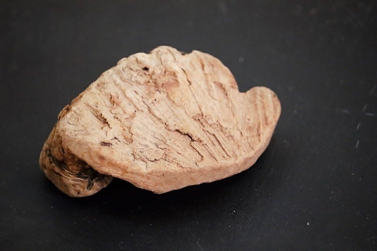 Mâcher de la racine pour les chiens