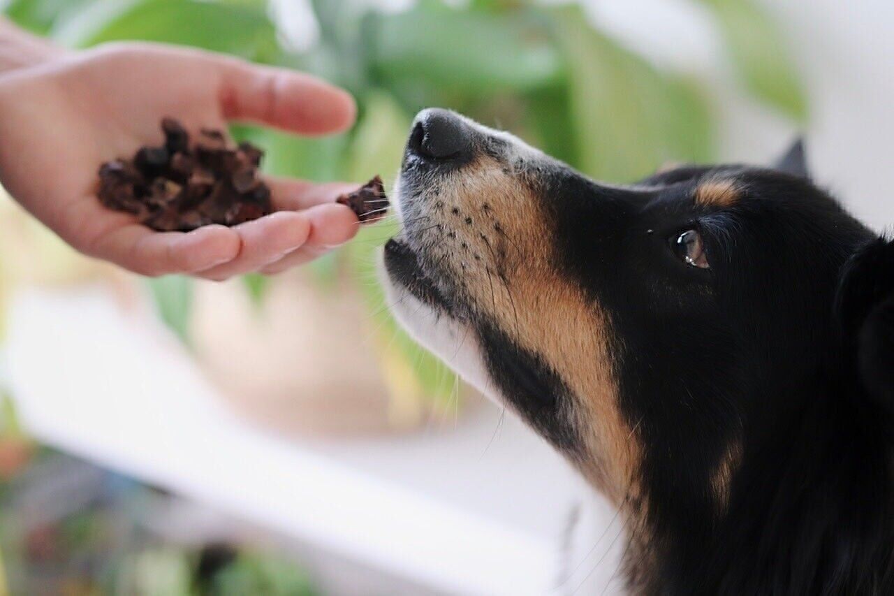 Cubi di polmone di agnello per cani