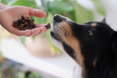 Lammlungen Würfel für Hunde