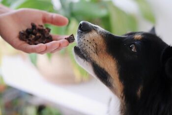 Cubes de poumon d'agneau pour chiens