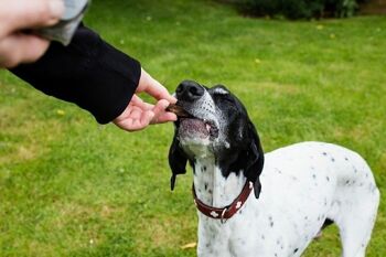 Charqui d'autruche pour chiens 2