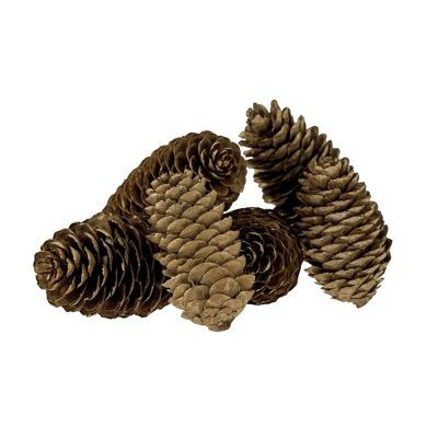 Demis Deco, Gold, Pinecone