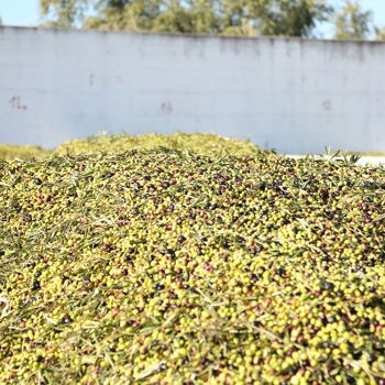 Cirulli Conserve, Pâté De Piment Épicé À L'Huile D'Olive Extra Vierge, Paquet De 180 Gr 9