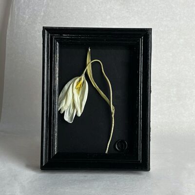 Dried Flowers Tulip in Vintage Frame I Tulips From Amsterdam