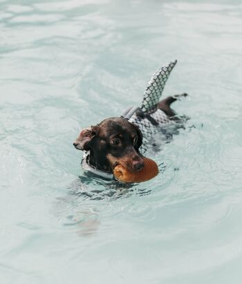 Frottez le jouet rebondissant pour chien 13