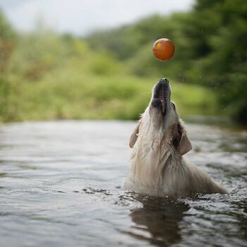 Jouet pour chien avec boule de frottement 7