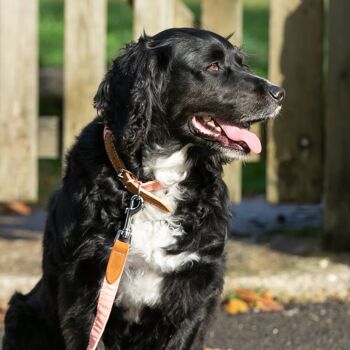 Collier pour chien en tissu et cuir suédé - Orange 5