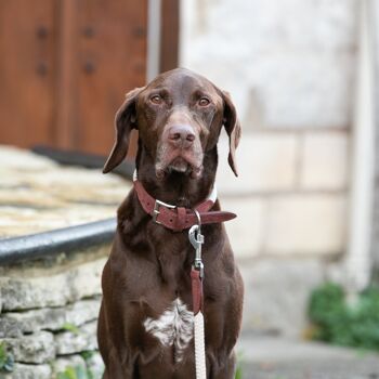 Collier pour chien en corde et cuir suédé - Marron 5