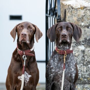 Collier pour chien en corde et cuir suédé - Marron 6