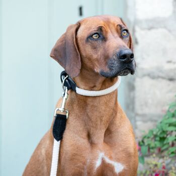 Collier pour chien en corde et cuir suédé - Noir 6