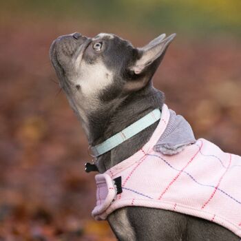 Collier pour chien en tweed avec boucle en métal - Aqua Check 5