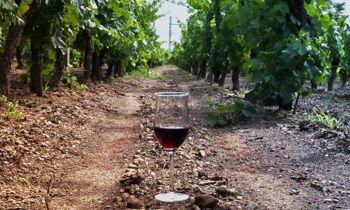 Enclos Haut Mazeyres 2018, Pomerol , Vin rouge séduisant 6