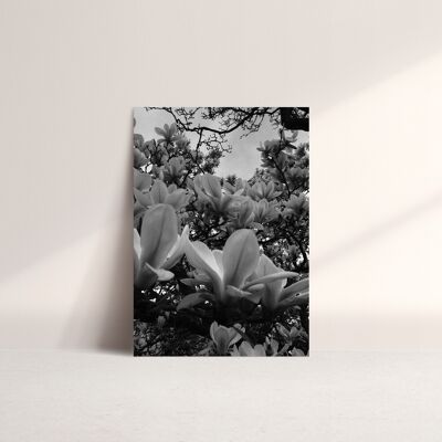 Cartolina fotografica A5 Tuliptree