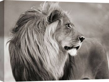 Photo, impression sur toile : Lion, Namibie (BW) 2