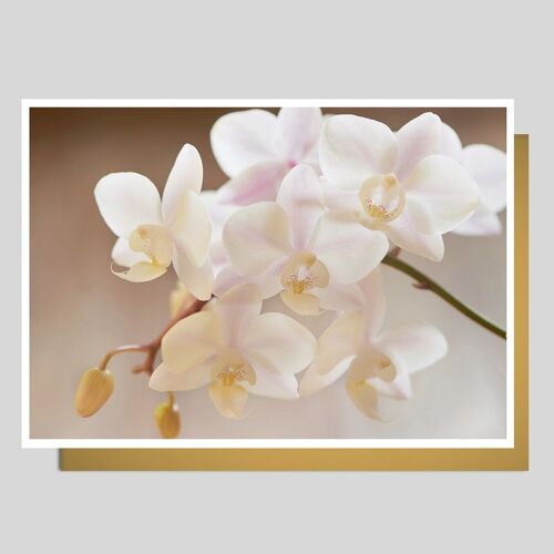 Fotokarte Orchidee