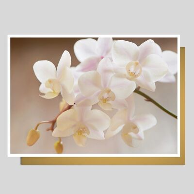 Photo card Orchid