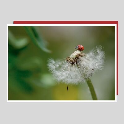 Photo Card Ladybug