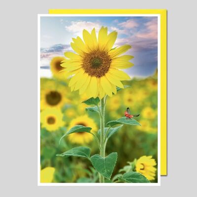 Fotokarte Sonnenblume