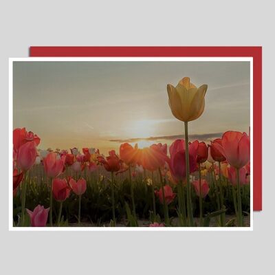 Tulip field photo card