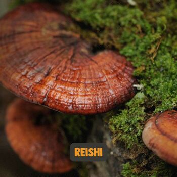 Supplément | Reishi 60 grammes | Biologique | Livraison gratuite et scoop | Poudre de champignons de la plus haute qualité 11