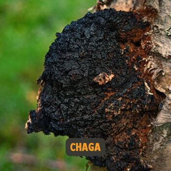 Supplément | Chaga 60 grammes | Biologique | Livraison gratuite et scoop | Poudre de champignons de la plus haute qualité 11