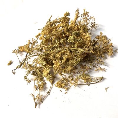 Dried meadowsweet - Whole corymbs from France (500g in bulk)