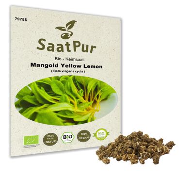 Semi di germinazione BIO Mangold Yellow Sprouts Microgreen