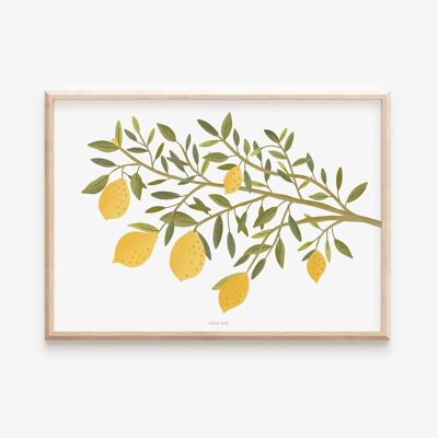 Affiche - Branche de citronnier / Italie
