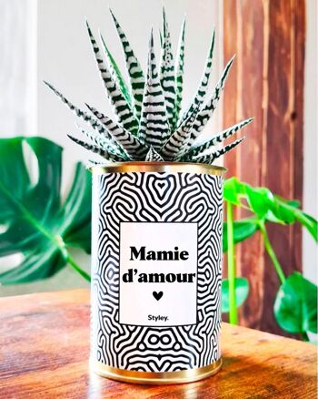 Plante Grasse en pot - Mamie d'amour