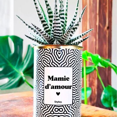 Plante Grasse en pot - Mamie d'amour