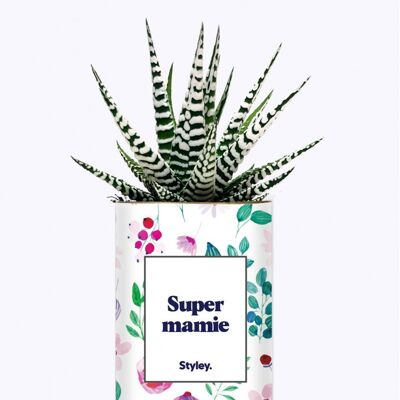 Succulent plant in a pot - Super Mamie