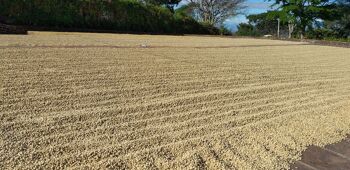 Café de spécialité - Salvador - Finca Oasis - Torref CLAIRE 6