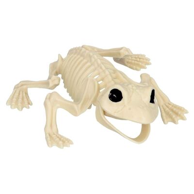 Squelette de Grenouille
