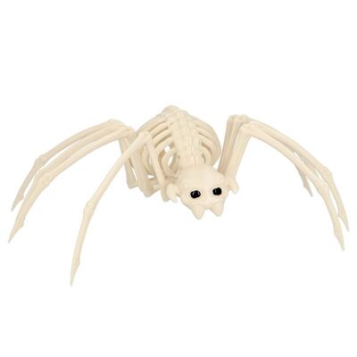 Squelette de Araignée (35 cm)