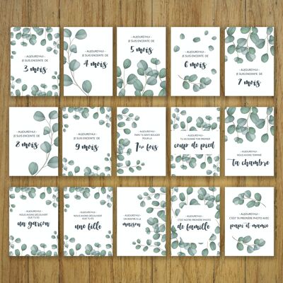 Pregnancy stage cards, month by month, natural eucalyptus