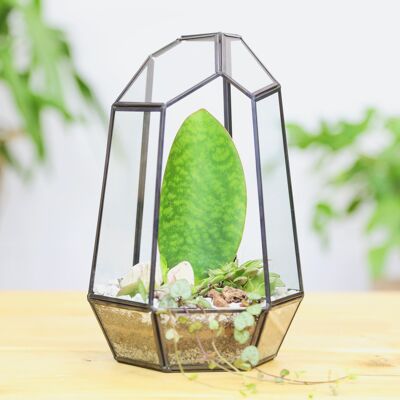 Terrario di botanica vegetale in vetro geometrico