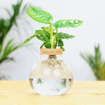 Hydrophonic Glass Plant Botany Terrarium