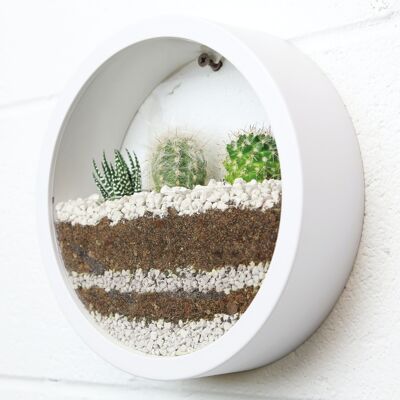 Small Circle Wall Planter Plant Botany Terrarium