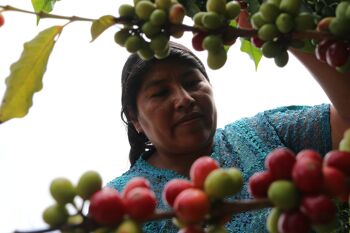 Café de spécialité - Bolivie - L'Aymara - Torref FONCEE 4