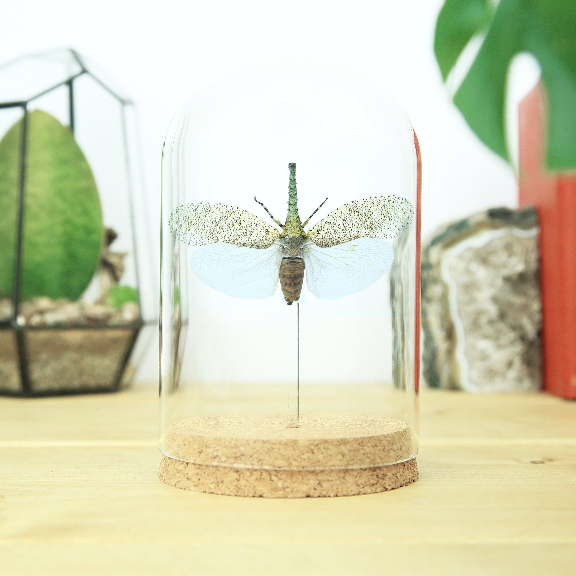 Krokodilkopf Laternenfliege Glasglocke