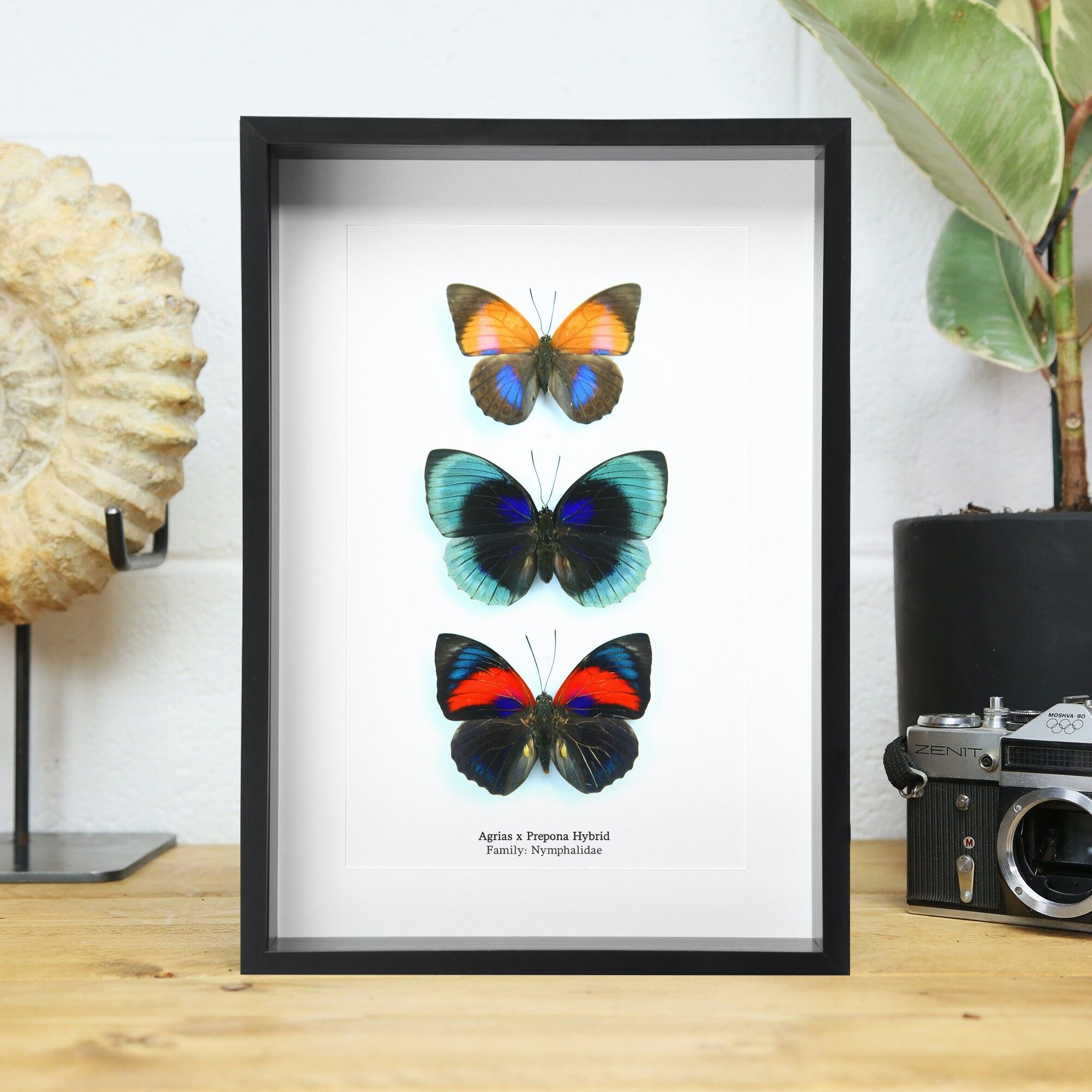 Agrias Hybrid-Kollektion