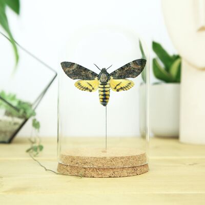 Lesser Death's Head Hawk Moth Entomology Bell Jar