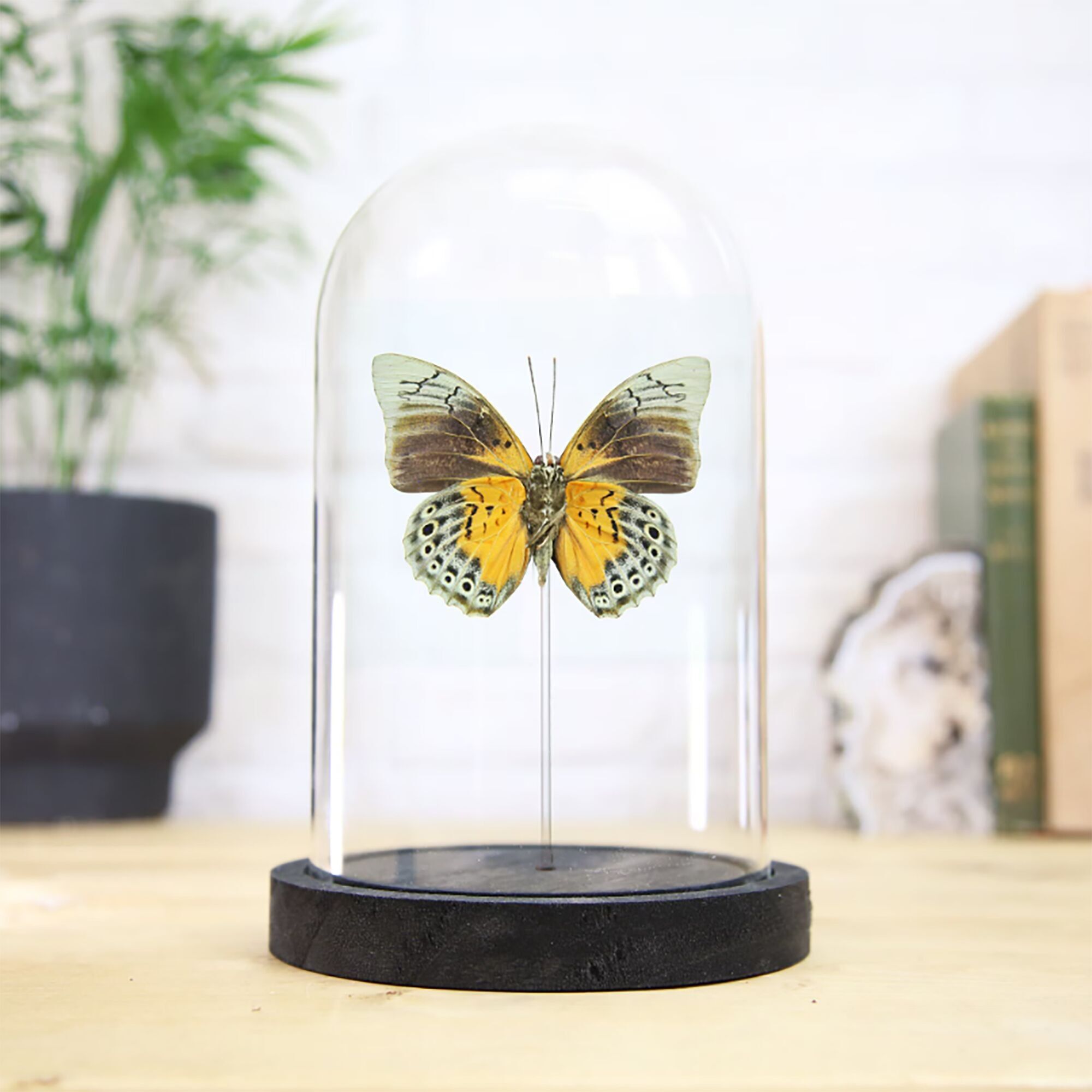 Agrias Hybrid Beatifica Beata x Dexamenes Insetto Cimice Falena Farfalla Entomologia Tassidermia Campana di vetro Design d'interni Decorazione per la casa Cloche Moderna Esposizione Regalo Ornamento