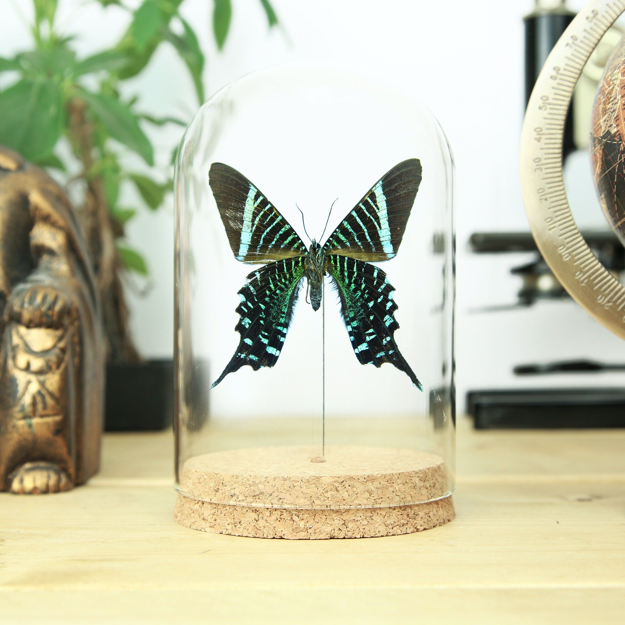 Urania-Glocke mit grünem Band (Ventralseite)