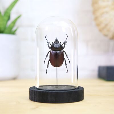 Diavolo Rinoceronte cornuto Scarabeo Insetto Cimice Entomologia Tassidermia Campana di vetro Design d'interni Decorazione per la casa Moderna Espositore Cloche Regalo Ornamento