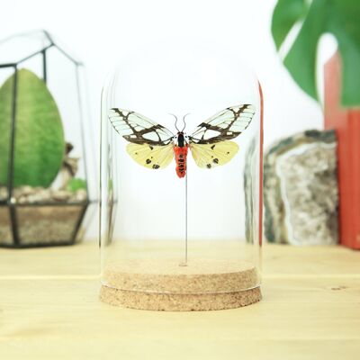 Milky Tiger Moth Butterfly Entomology Bell Jar