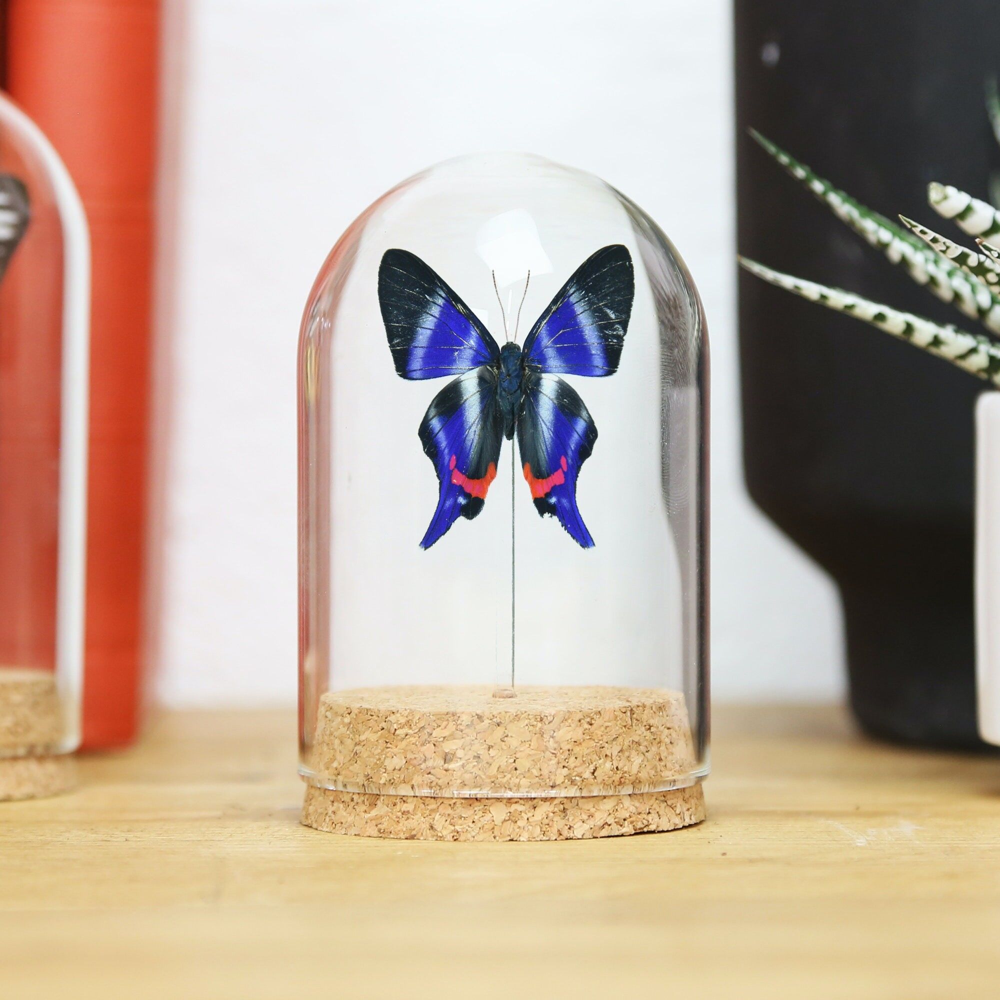 Dysons Blue Doctor Bell Jar