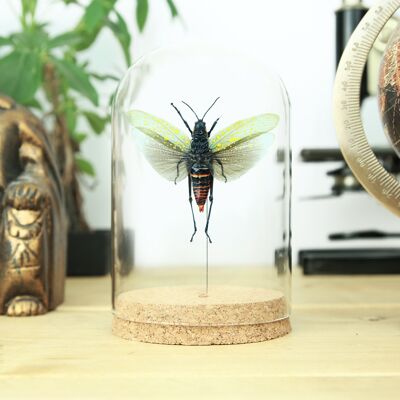 Northern Spotted Grasshopper Bell Jar