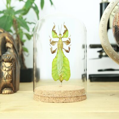 Gray's Leaf Insect Bell Jar (Male)