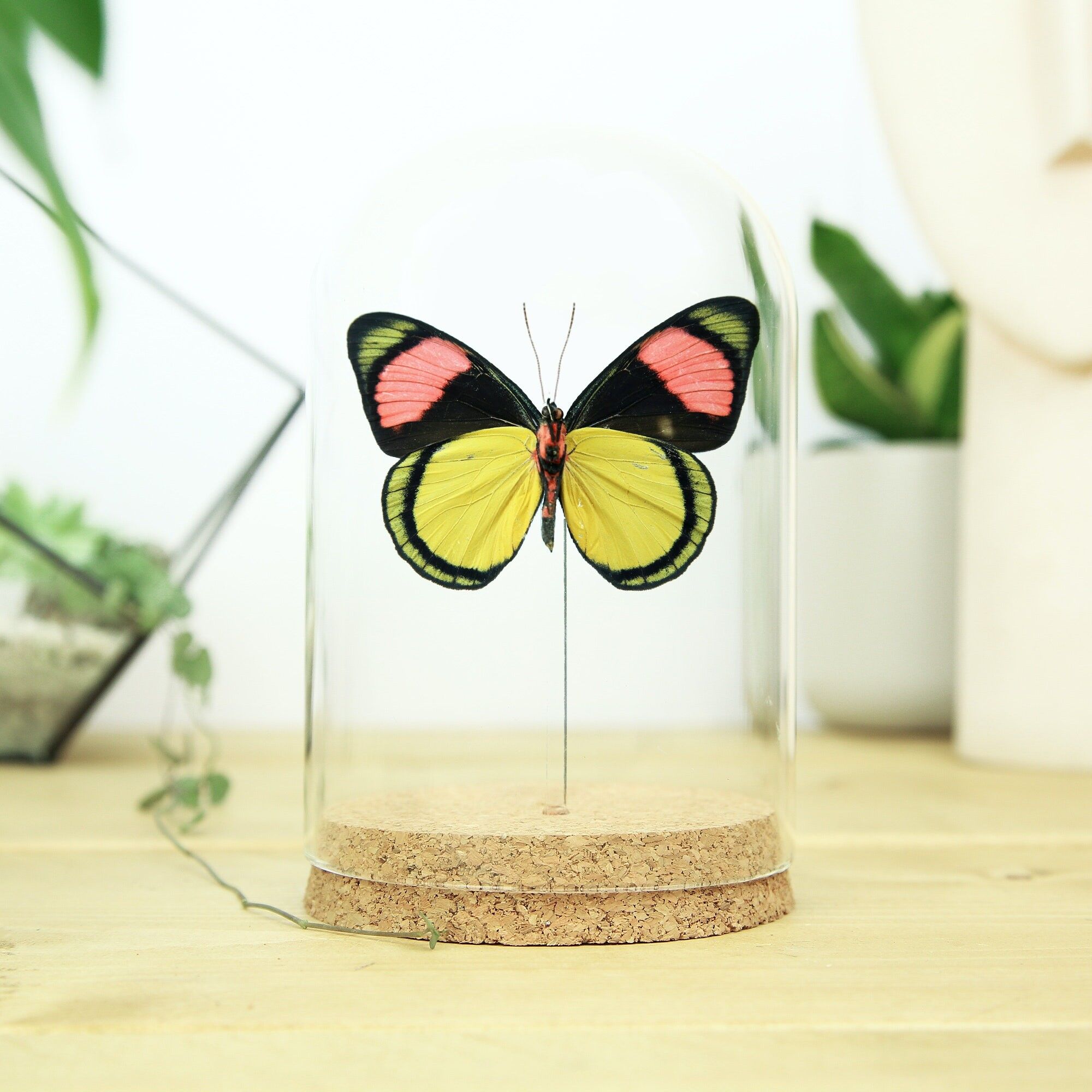 Die Glocke der bemalten Schönheit